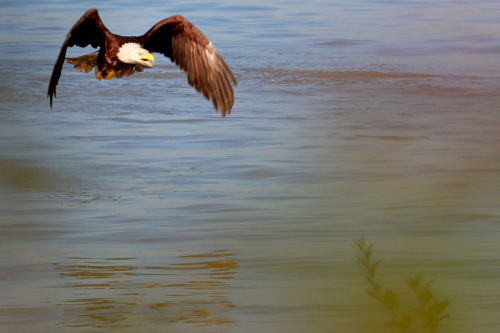 BaldEagleLowLevel1
