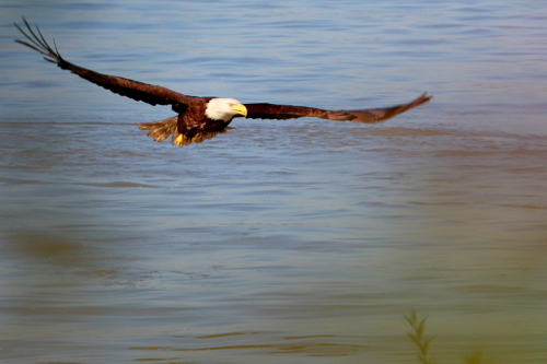 BaldEagleLoweLevel2