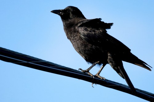 Crow2