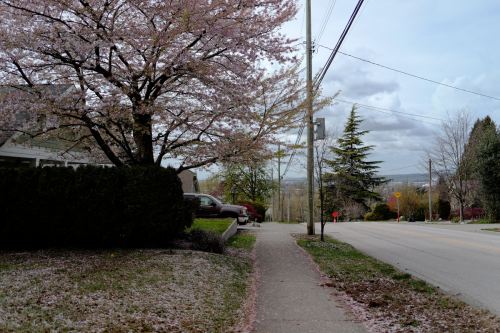 Cherry Blossoms Shedded 