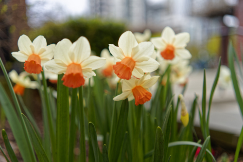 Spring time bloom
