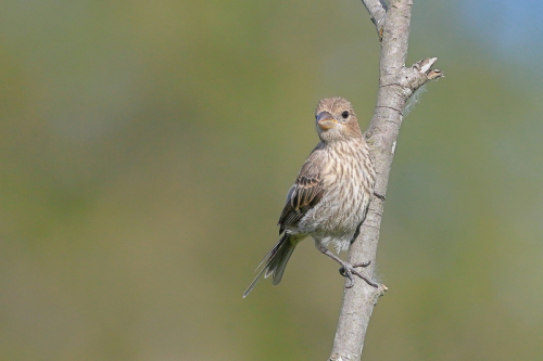 Finch
