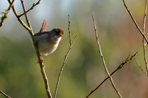 MarshWren2
