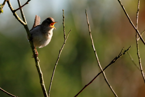 MarshWren3
