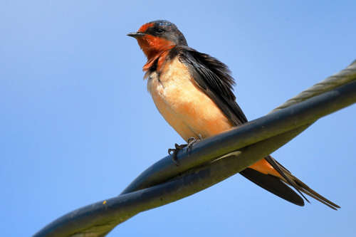 PacificSwallow