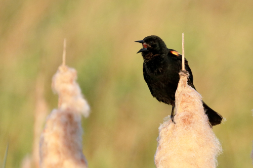 RedwingBlackbird2