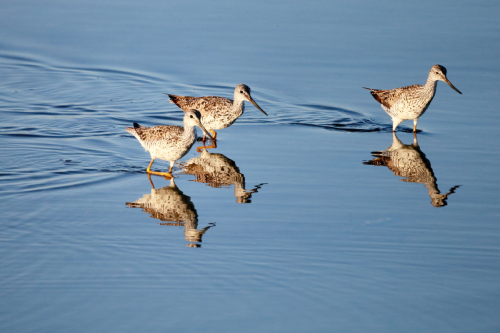 Sandpiper
