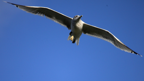 SeagullFlight