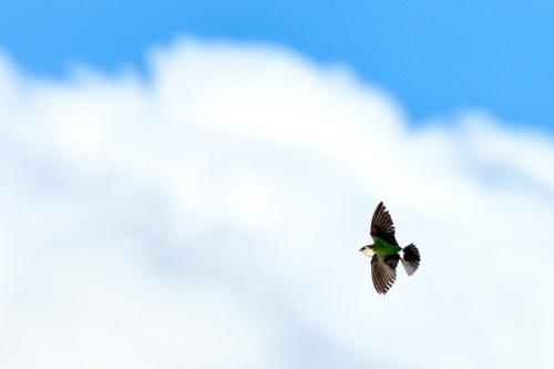 VioletGreenSwallowFlight