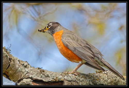 american-robin