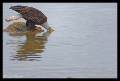 bald-eagle2