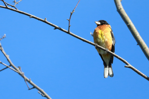 blackheadedGrosbeak