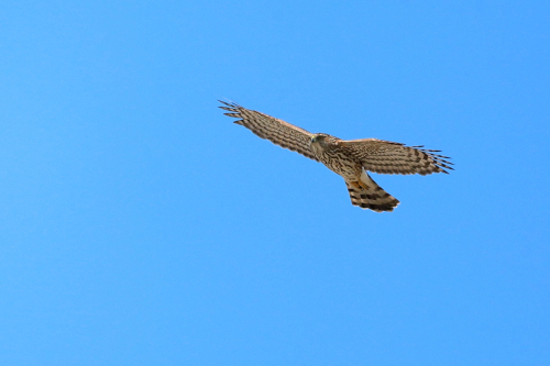 hawk