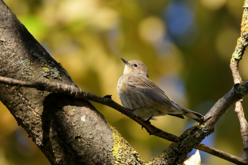warbler