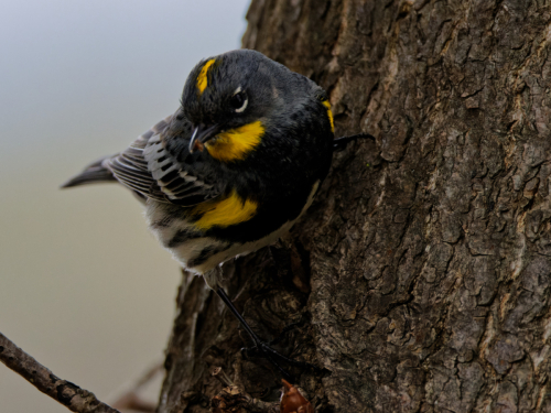 yellow-warbler1