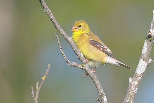 yellowwarbler