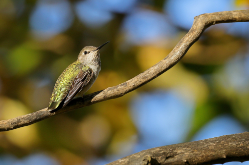 Anna-hummingbird