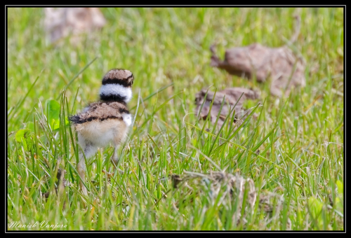 Kill-Deer-Plover-juvenile