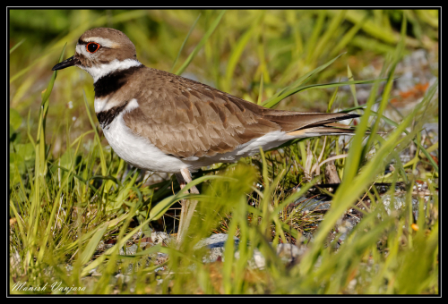 Kill-Deer-Plover