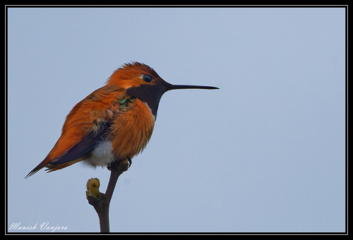 Rufous-hummingbird