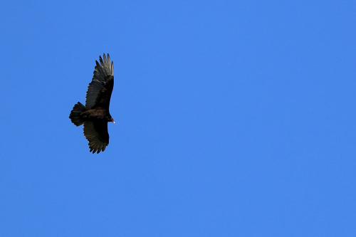 Turkey-Vulture