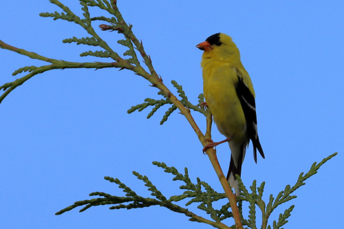 american-goldfinch