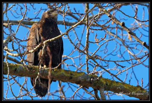 bald-eagle-juvenile