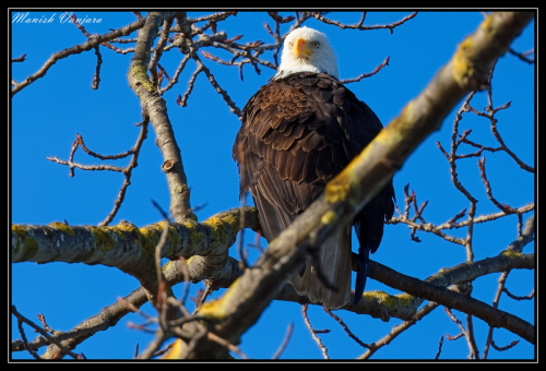 bald-eagle1