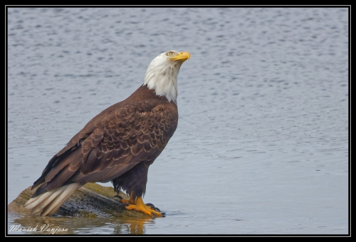 bald-eagle3