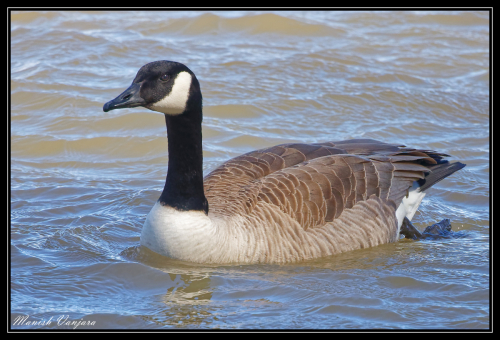 canada-geese-swim