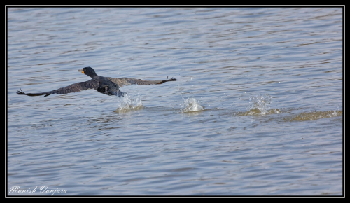 cormorant-flight