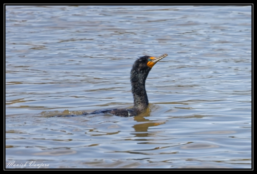 cormorant