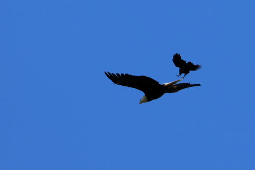 crow-dives-bald-eagle