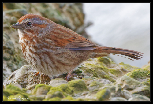 field-sparrow