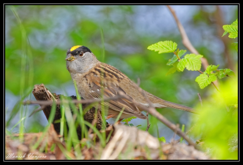 golden-crown-sparrow2