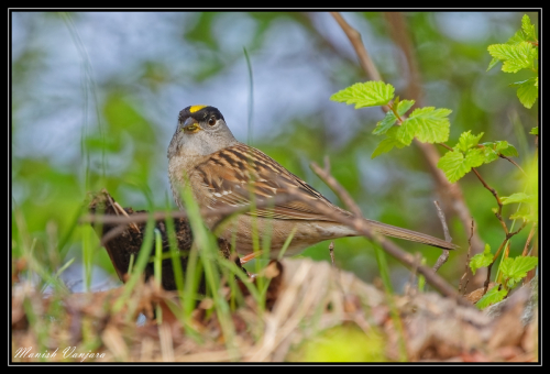 golden-crown-sparrow3