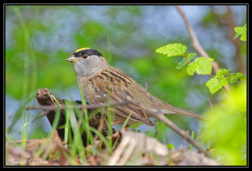 golden-crowned-sparrow