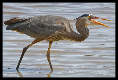 grey-blue-heron