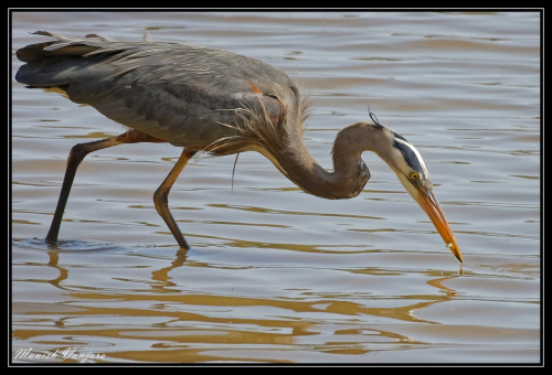 grey-bue-heron-2