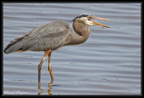 grey-heron