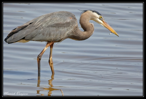 grey-heron1