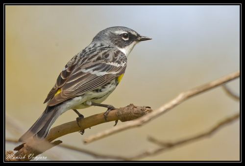 magnolia-warbler