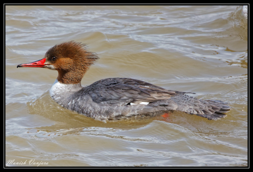 mercanser-female