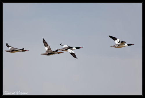 mercanser-male-female-flight2