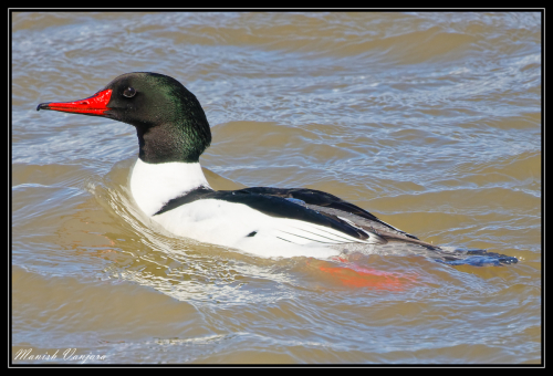 mercanser-male