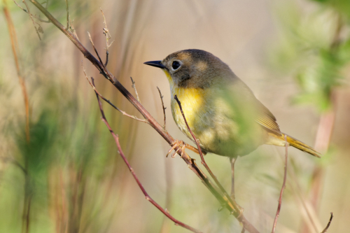 nashville-warbler