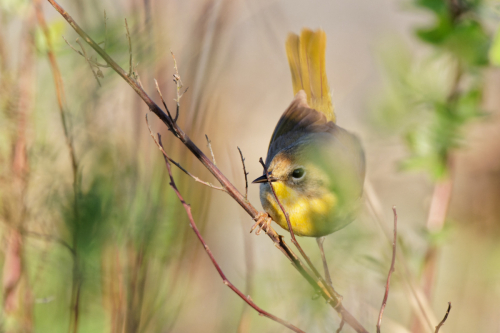 nashville-warbler2