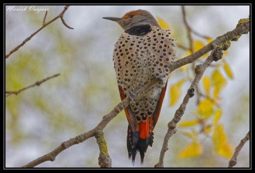 northern-flicker-woodpecker