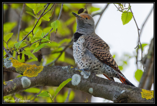 northern-flicker3