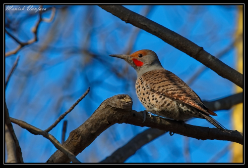 northernflicker-woodpecker2